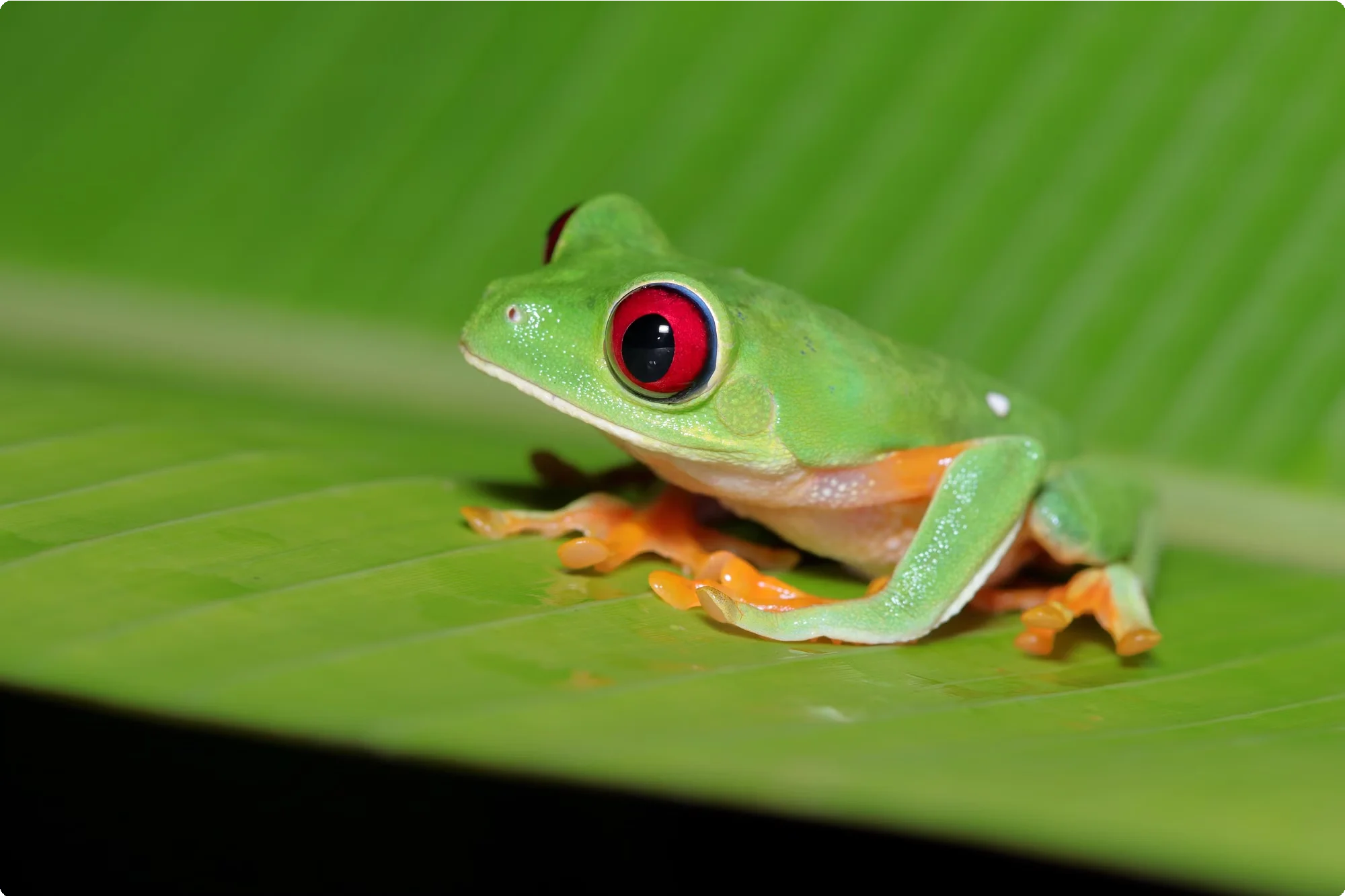 Costa Rica 17