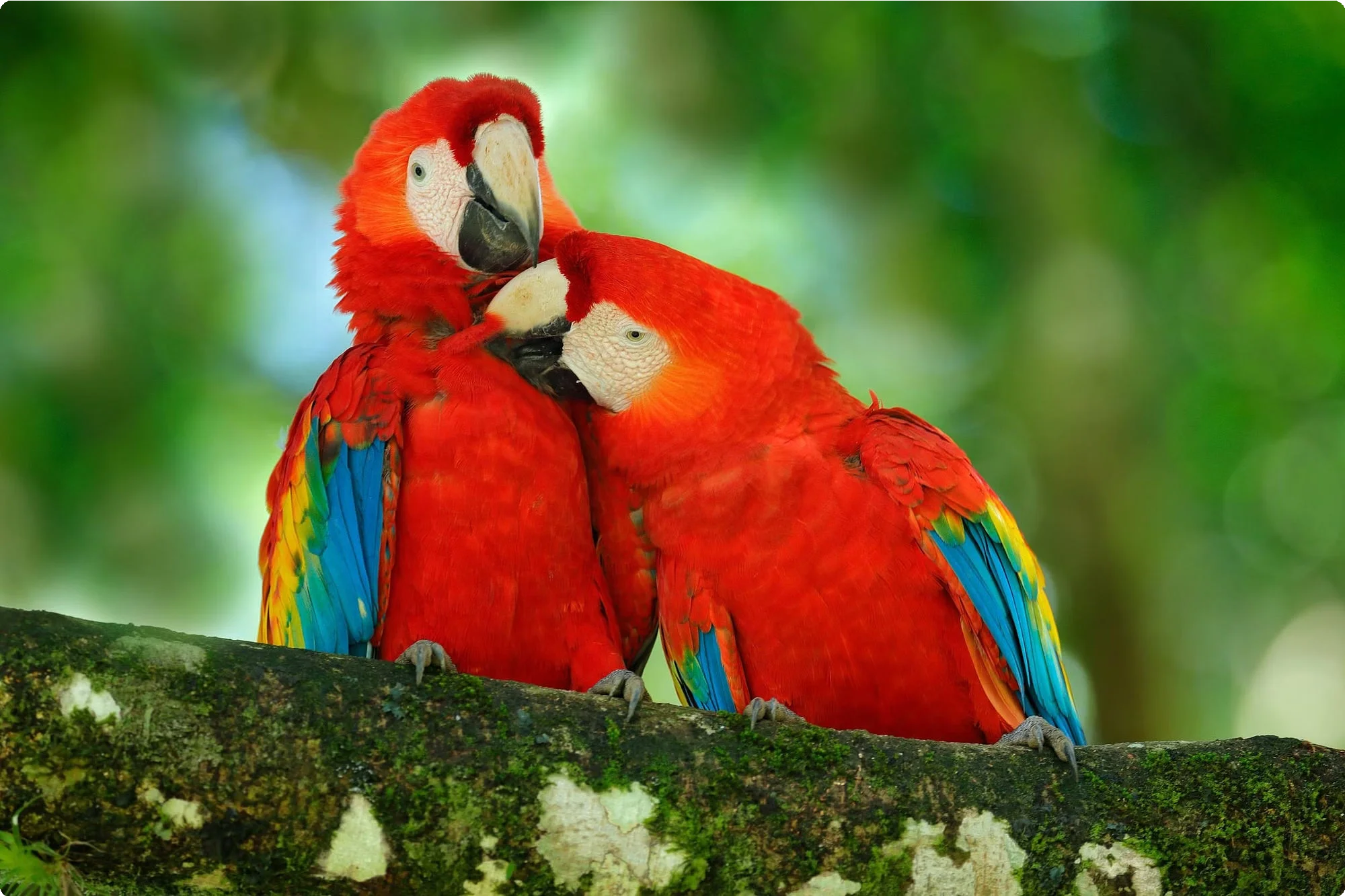 Costa Rica 18