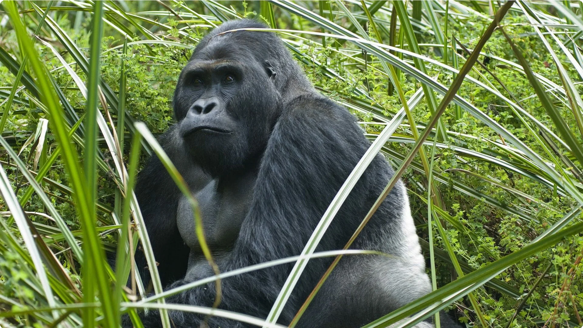 Democratic Republic of Congo 10