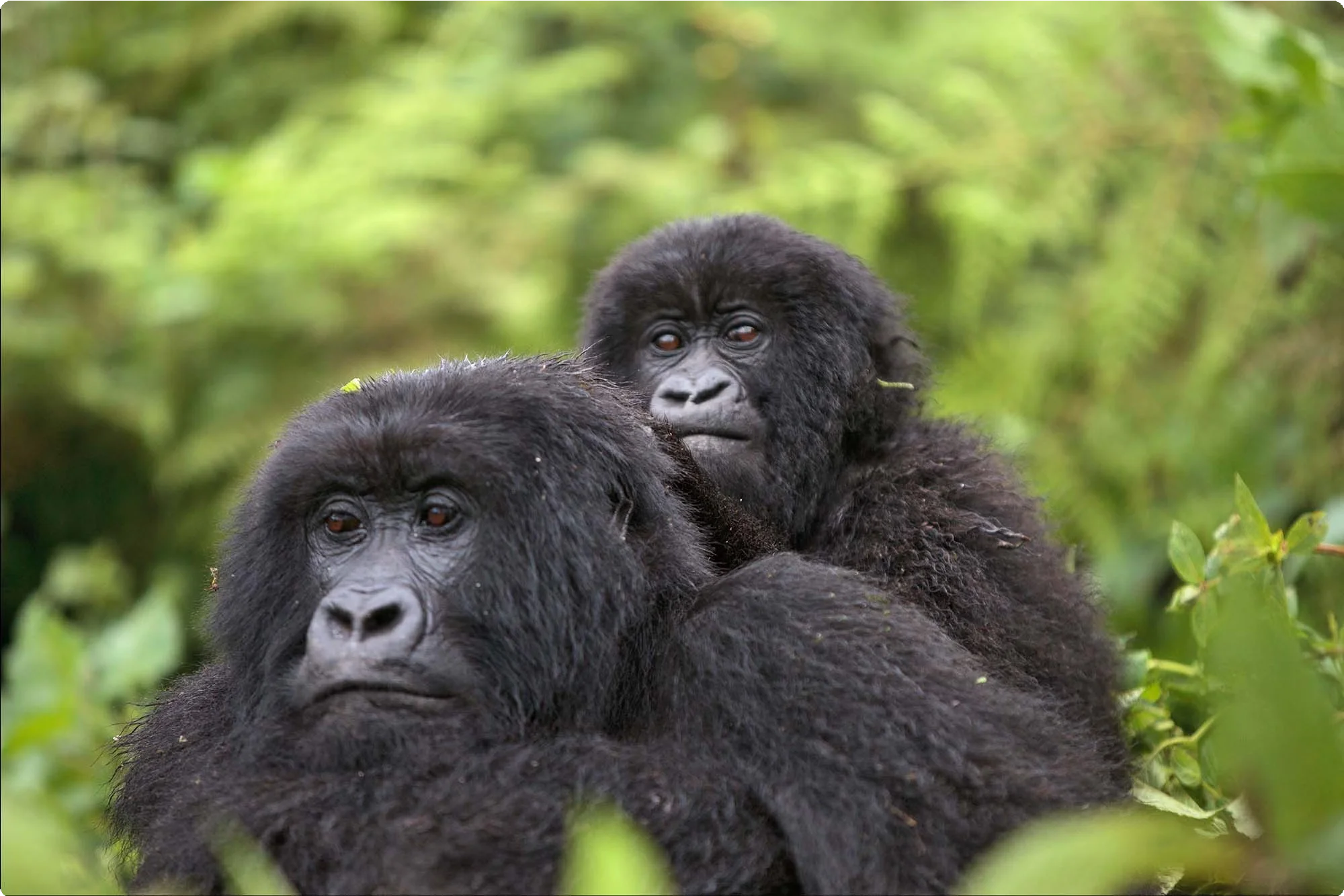 Democratic Republic of Congo 5