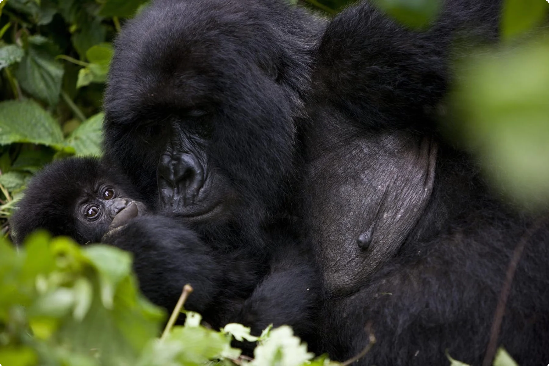 Democratic Republic of Congo 7