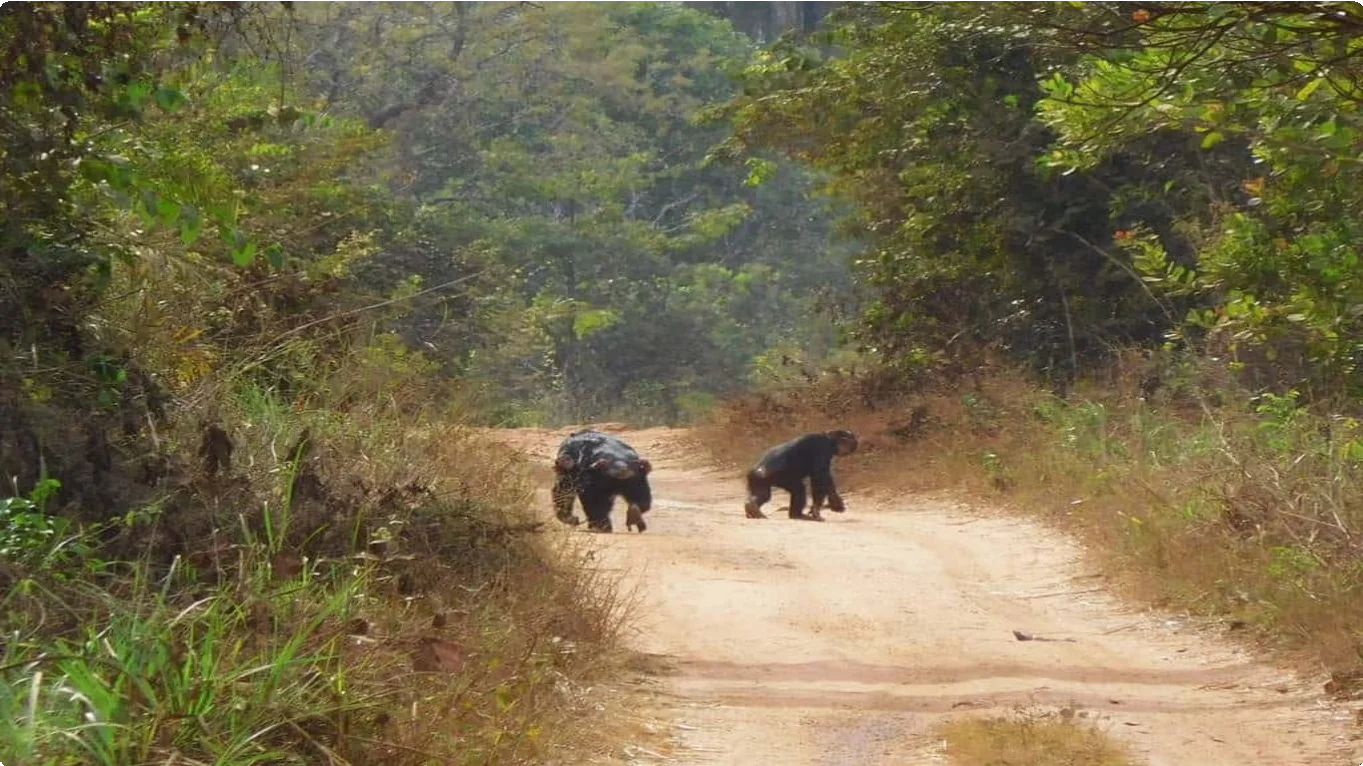 Guinea-Bissau 15