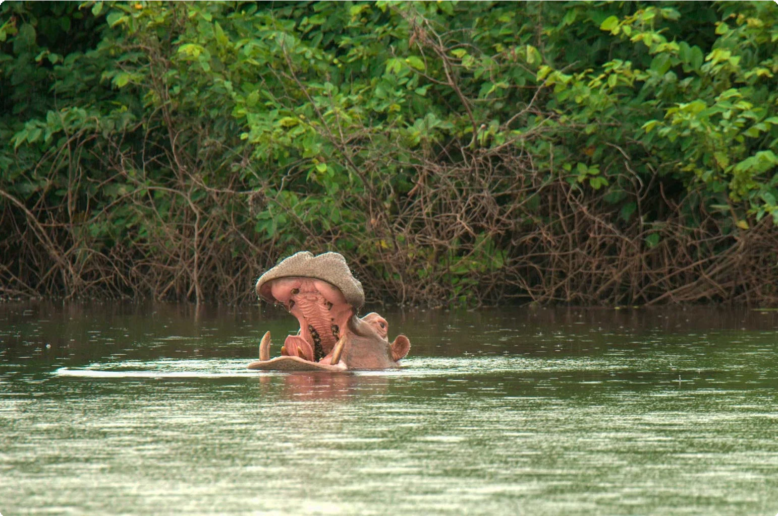 Guinea-Bissau 22