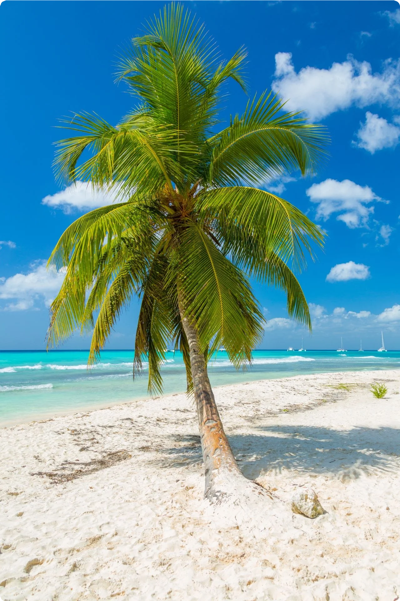 Bahamas 1