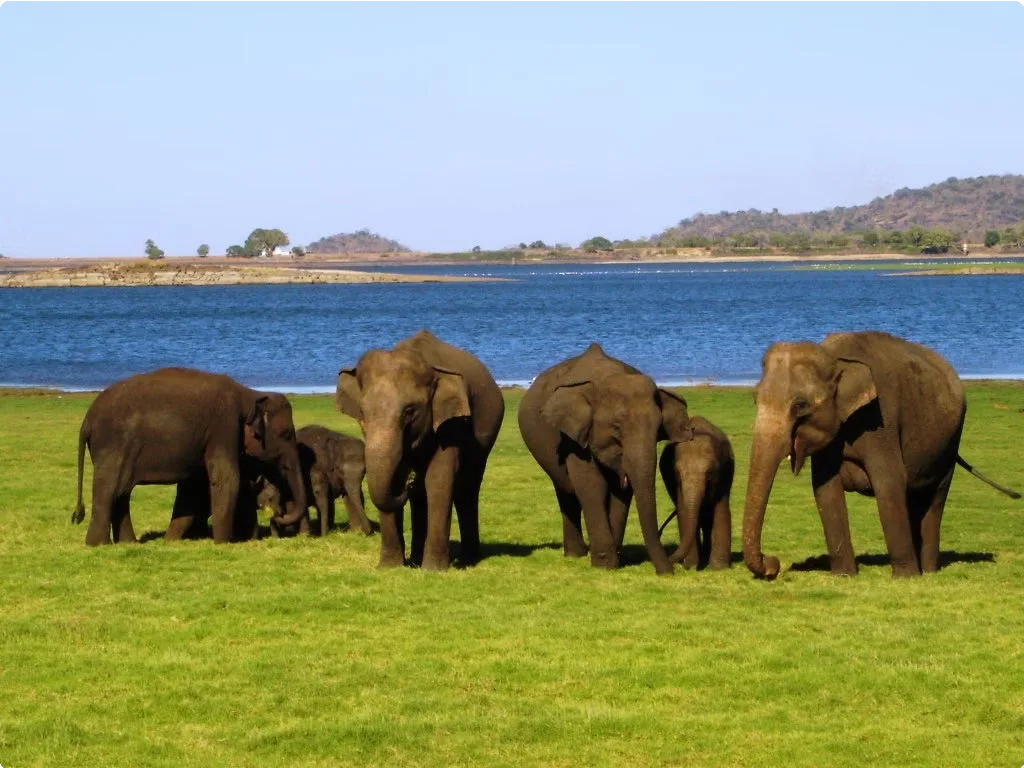 Sri Lanka 20