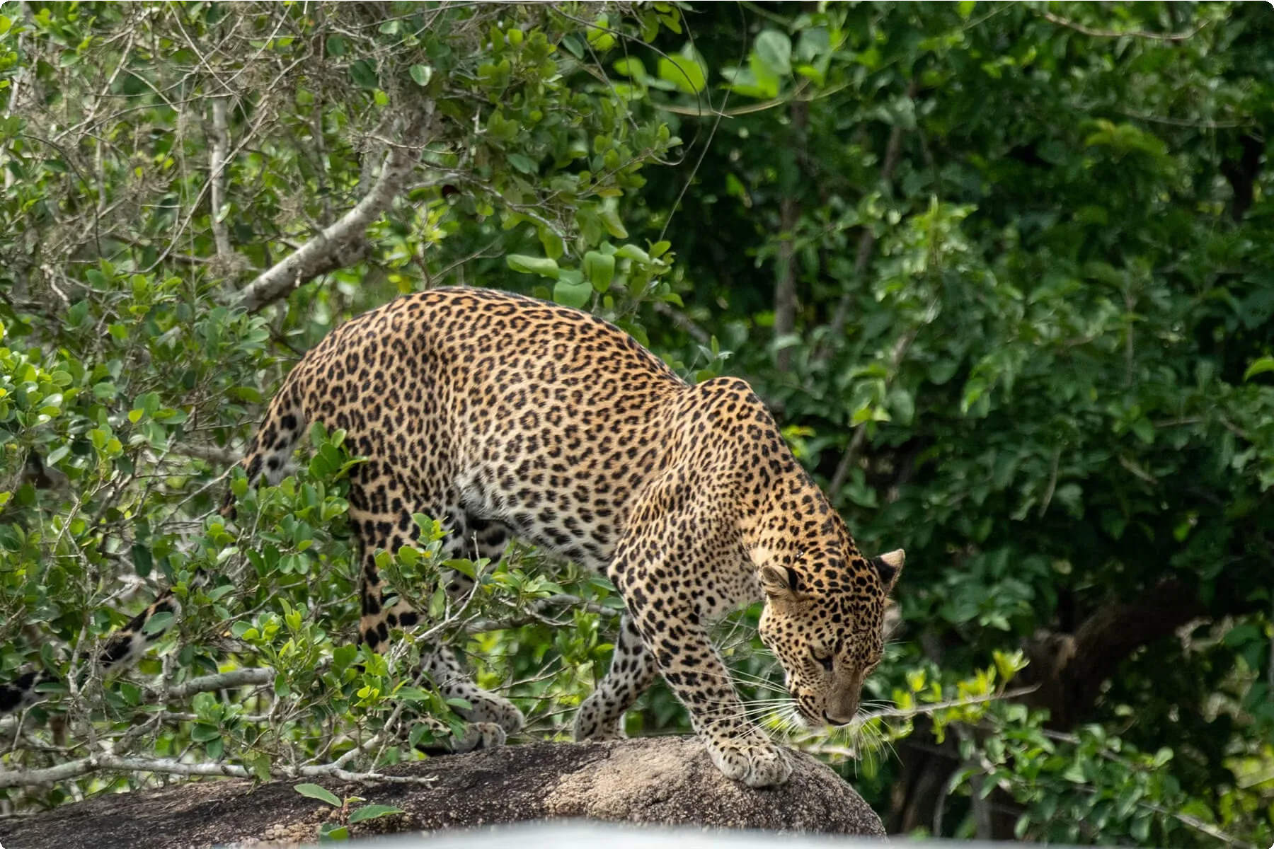 Sri Lanka 27