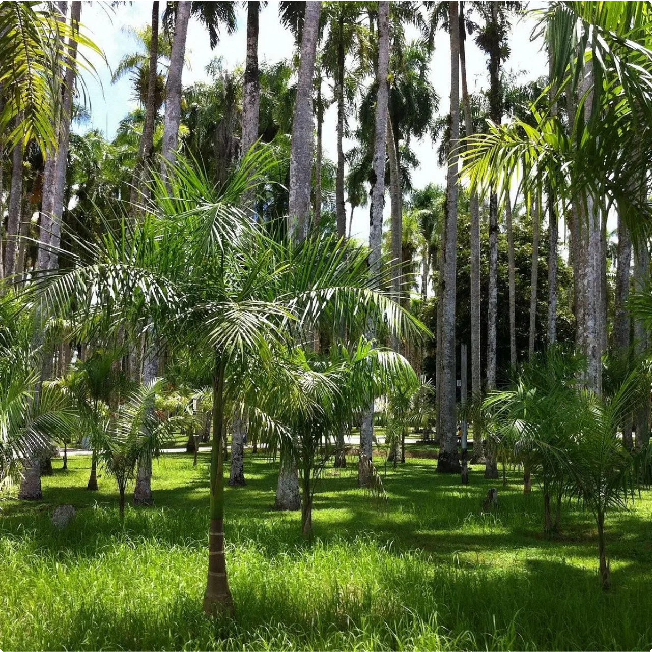 Suriname 24