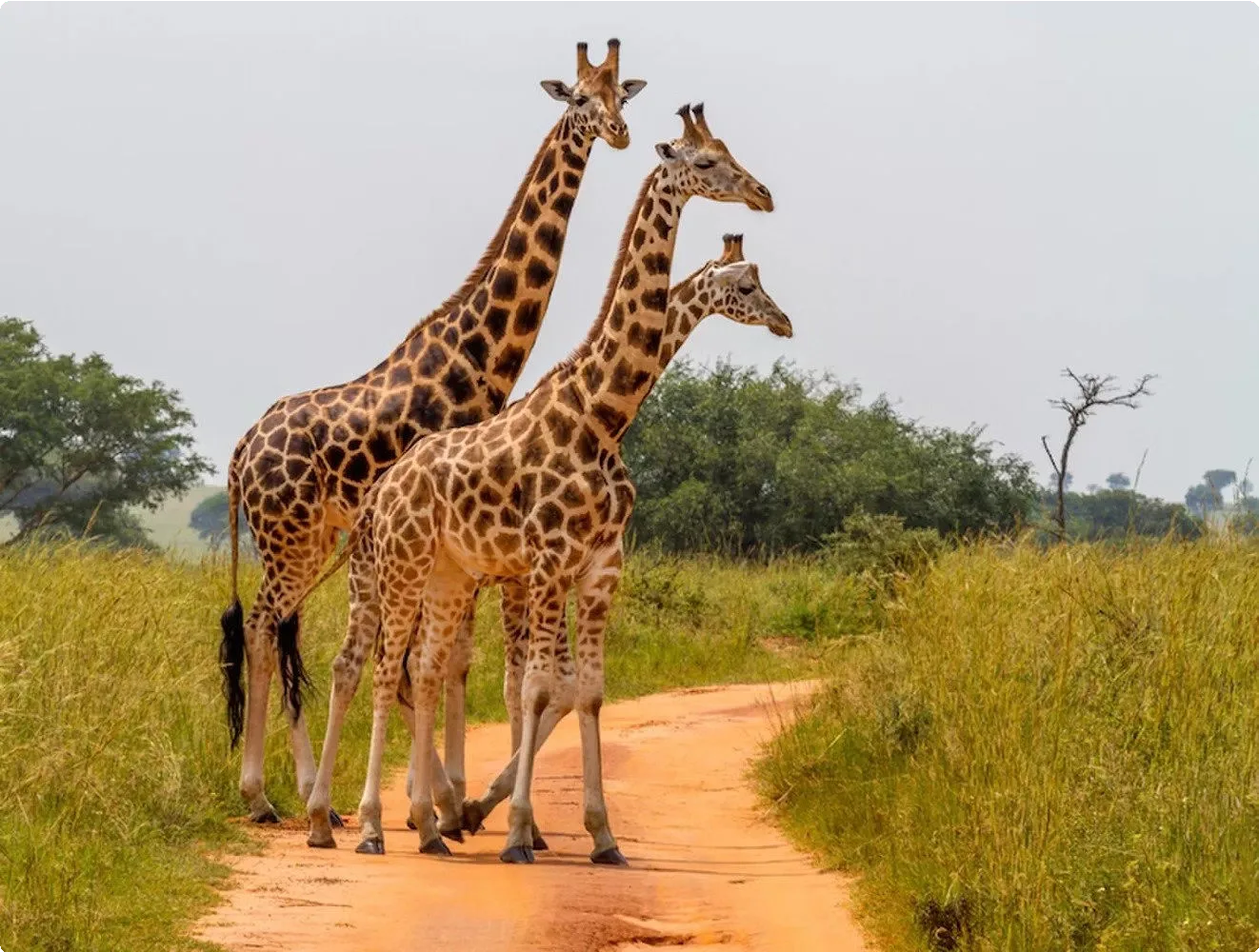 The Gambia 14