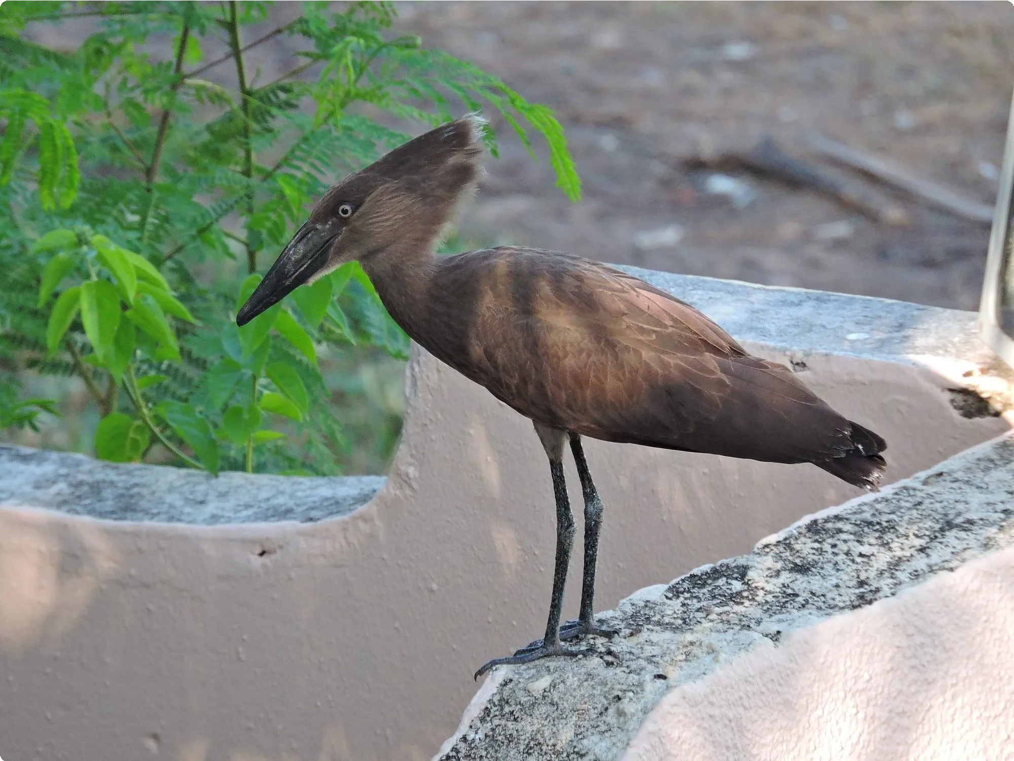 The Gambia 16